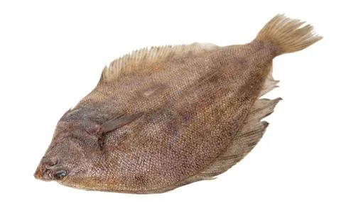 Fresh raw fish flounder Stock Photos