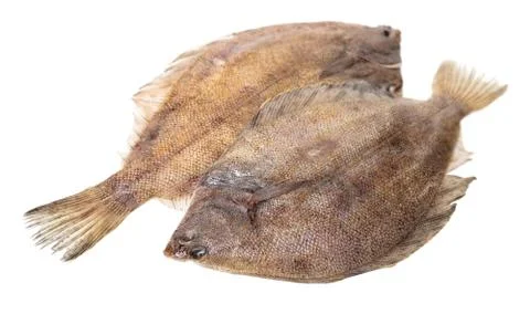 Fresh raw fish flounder Stock Photos