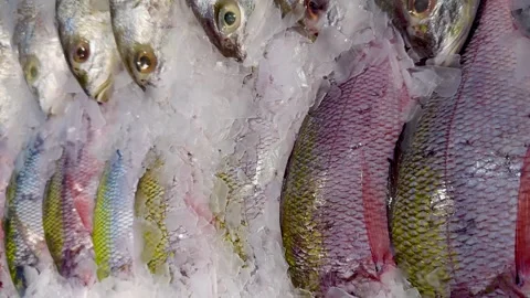 Fresh raw fish on ice in grocery supermarket. cold freshness fish on ice Stock Footage 340407984