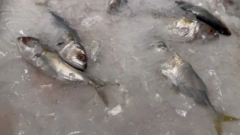 Fresh raw fish on ice in grocery supermarket. cold freshness fish on ice Stock Footage 340408409
