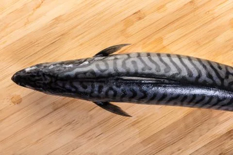 Fresh raw fish mackerel Stock Photos