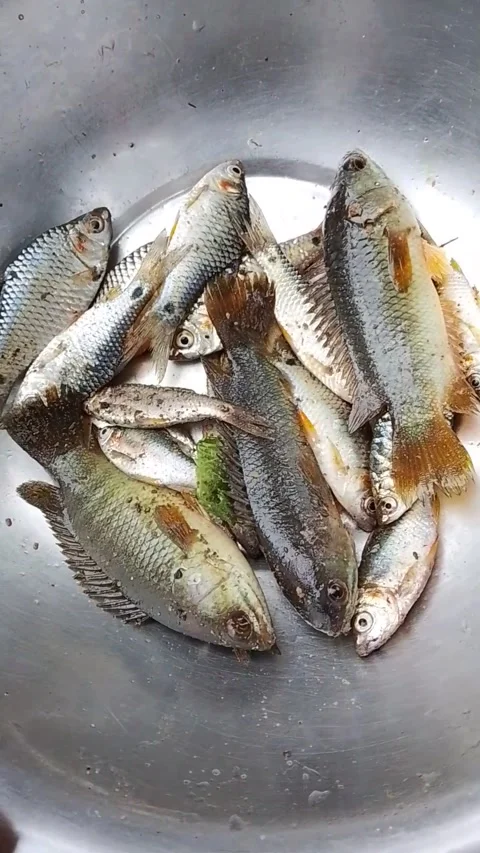 Fresh raw fish in metal basin prepared for cleaning in home kitchen area. 스톡 동영상 346617614