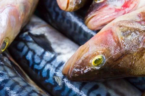 Fresh raw fish Stock Photos
