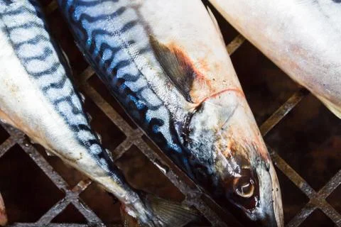 Fresh raw fish Stock Photos