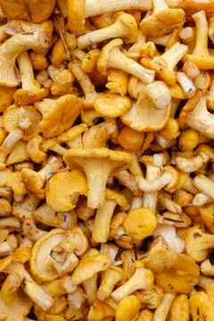 Fresh raw girolles Stock Photos