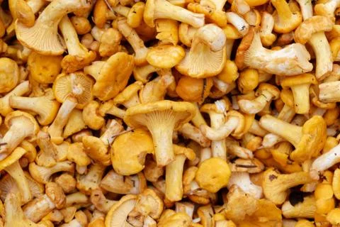 Fresh raw girolles Stock Photos