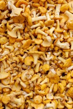 Fresh raw girolles Stock Photos