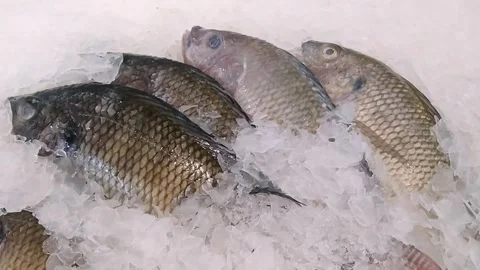 Fresh Raw Gourami Fish on Ice Video stock 341746631