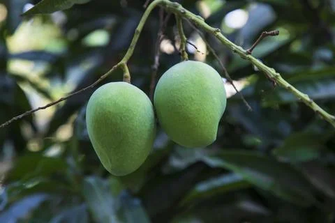 Fresh Raw Green Mango hinging In the Tree Branch. Selective Focus Stock-Fotos