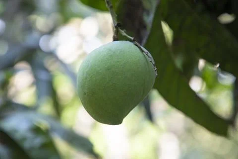 Fresh Raw Green Mango hinging In the Tree Branch. Selective Focus Stock Photos