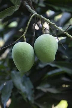 Fresh Raw Green Mango hinging In the Tree Branch. Selective Focus Foto stock
