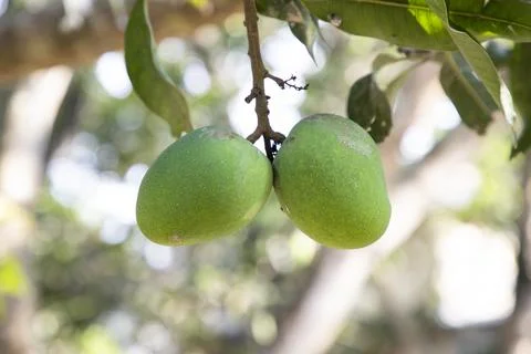 Fresh Raw Green Mango hinging In the Tree Branch. Selective Focus Stock Photos
