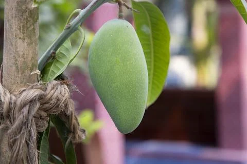 Fresh Raw  Green Mango hinging In the Tree Branch. Selective Focus Stock-Fotos