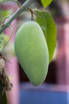 Fresh Raw  Green Mango hinging In the Tree Branch. Selective Focus Stock Photos