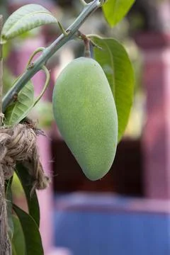 Fresh Raw  Green Mango hinging In the Tree Branch. Selective Focus Stock Photos