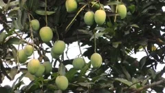 Footage of a Mango Tree in Full Bloom Stock Photo - Image of aromatic,  fresh: 115628698