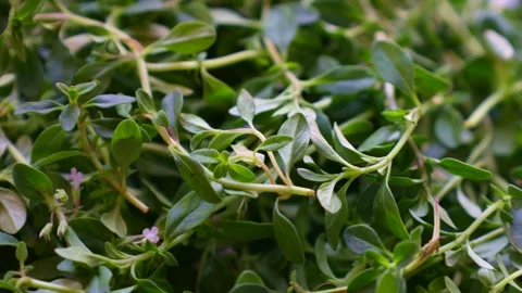 Fresh raw green thyme twigs with leaves circle rotation close up Stock Footage 264093530