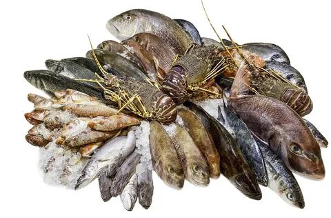 Fresh raw group of fish isolated as a png Stock Photos