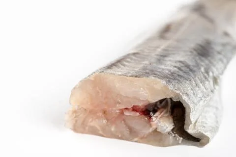 Fresh raw hake fish above white background with copy space Stock Photos