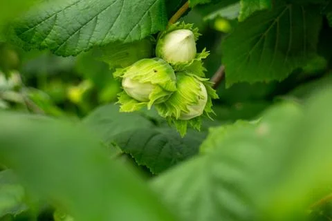 Fresh Raw Hazelnuts Growing in Green Foliage on a Healthy Hazel Tree Branch Stock Photos