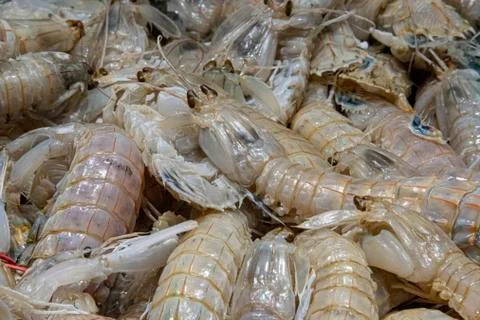 Fresh raw langoustine Stock Photos