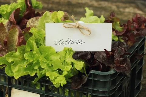 Fresh raw lettuce packed in plastic box ready to sell Stock Photos