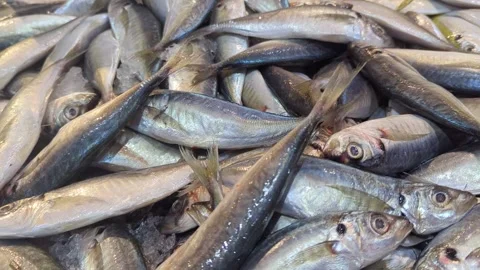 Fresh Raw Mackerel Fish Piled at Traditional Seafood Market - Slow Motion Stock Footage 328973418