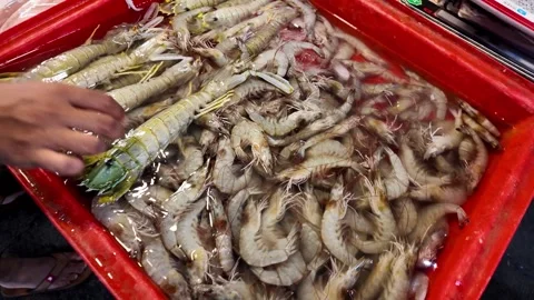 Fresh Raw Mantis Shrimp and Tiger Prawns in Water Tank at. 4K Video stock 337778575