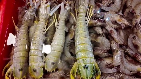 Fresh Raw Mantis Shrimp and Tiger Prawns on Ice at Thai Seafood Market in 4K Stock Footage 337778576