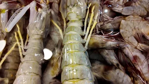 Fresh Raw Mantis Shrimp Close-Up at Thai Seafood Market in 4K Stock-Footage 337778601
