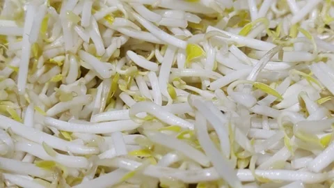 Fresh Raw Mung Bean Sprouts Close Up - Healthy Organic Vegetable Stock Footage 328973272