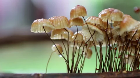 Fresh Raw Mushrooms  Stock Footage 60406561