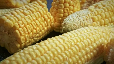 Fresh raw organic corn cobs on black background rotating close up. Stock Footage 138255672
