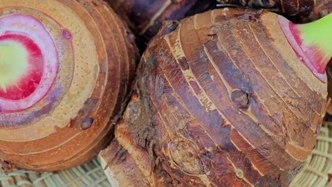 Fresh raw organic taro root rotation on basket. Stock Footage 304649301