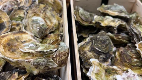 Fresh raw oysters are packed inside a wooden box. Stock Footage 339694343