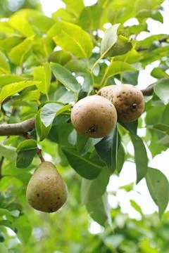 Fresh raw pears on the tree Stock Photos