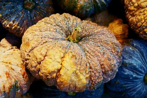 Fresh raw pumpkin close up background Stock Photos