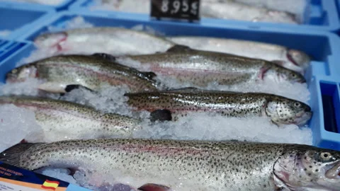 Fresh raw rainbow trout lying on crushed ice in blue plastic crate at super.. Stock Footage 331799542