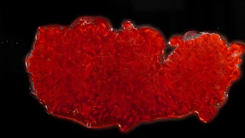 Fresh raw raspberries are mashed in macro, berry is squeezed in slow motion Stock Footage 118903482