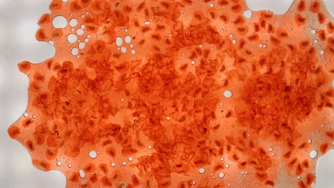 Fresh raw raspberries are mashed in macro, berry is squeezed in slow motion Stock Footage 119360758