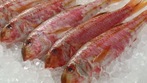 Fresh raw red mullets on ice close up Stock Footage 172142098