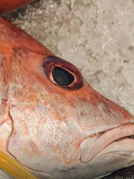 Fresh Raw Red Snapper Fish Eye on Crushed Ice Фото