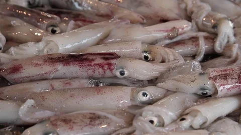 Fresh raw red squid sold in the local market Stock Footage 77536987