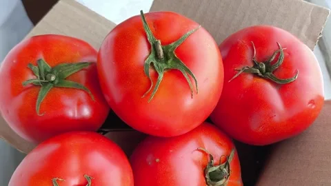 Fresh raw red tomatoes with green twigs and leaves in a cardboard box close-up Stock Footage 316664222