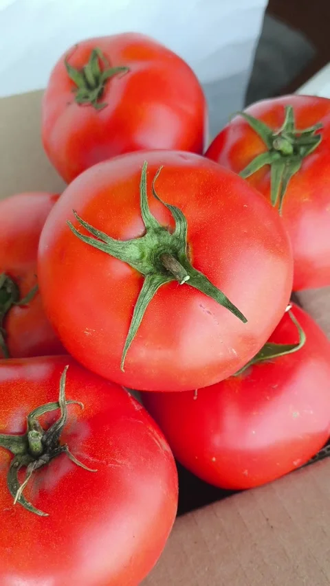 Fresh raw red tomatoes with green twigs and leaves in a cardboard box close-up Stock Footage 316664406