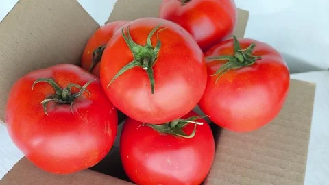 Fresh raw red tomatoes with green twigs and leaves in a cardboard box close-up Stock Footage 316664449