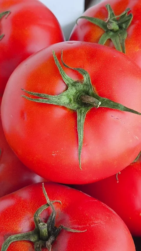 Fresh raw red tomatoes with green twigs and leaves in a cardboard box close-up Stock Footage 316664469
