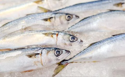 Fresh raw saba mackerel fish arranged on ice in a tray, showing natural sil.. Stock Photos