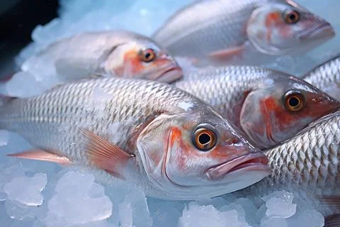 Fresh raw salmon fish on ice, seafood on ice Stock Photos