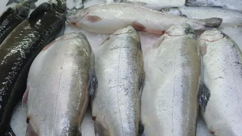 Fresh raw salmon fish with various sea foods lying on ice counter in fish market Stock Footage 254516872